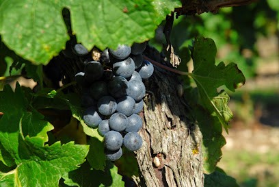 VIGNOBLE VINCENT, Vignoble à Saint-Pierre-d'Oléron