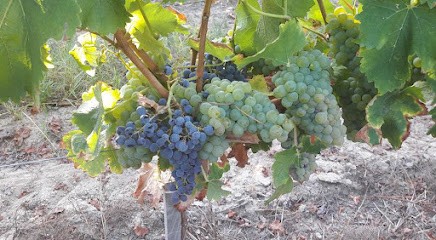 Domaine Maison de la Reine, Vignoble à Saint-Mariens