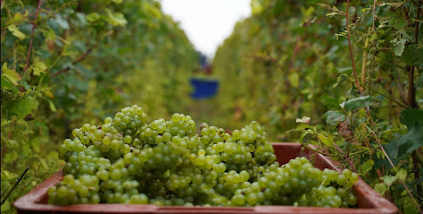 Champagne Pinte, Vignoble à Lisse-en-Champagne