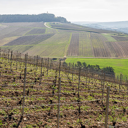 Les Dames Des Vignes Vignoble à Neuville-sur-Seine