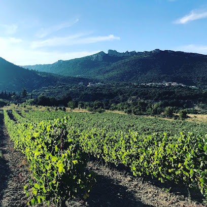 Domaine Château Peyrepertuse, Vignoble à Duilhac-sous-Peyrepertuse