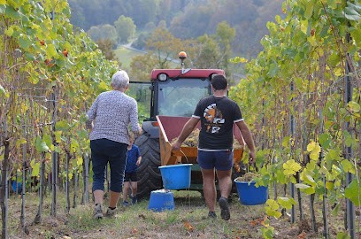 Domaine Burgué-Séré, Vignoble à Saint-Faust