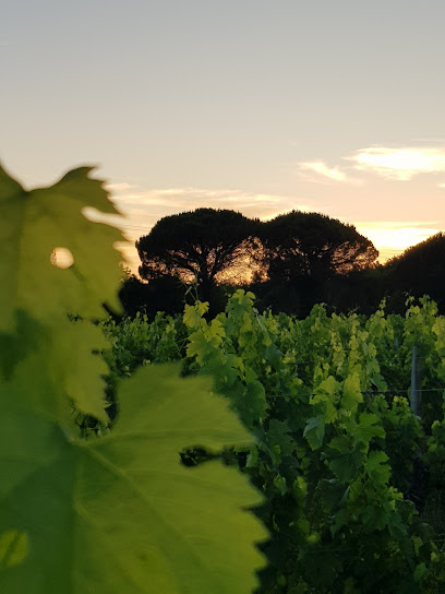 Château La Botte Vignoble à Campugnan
