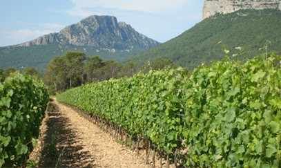 Domaine Saint Daumary, Vignoble à Valflaunès