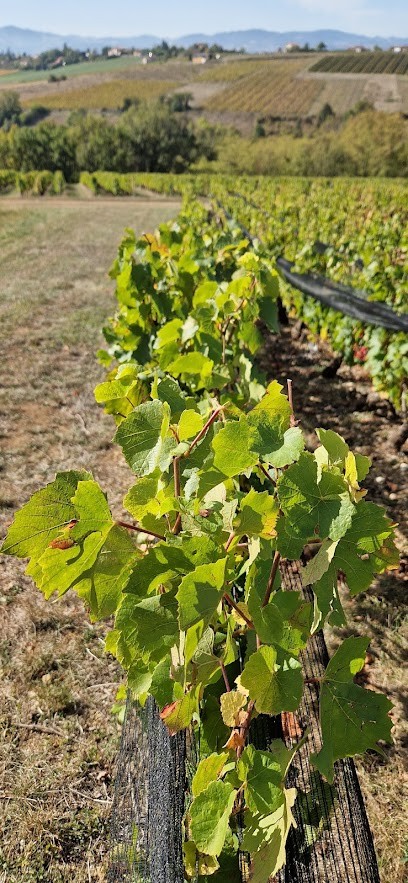 Domaine De Fond-vieille, Vignoble à Val d'Oingt