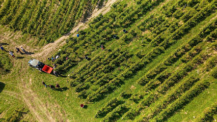 Domaine Saint Romain, Vignoble à Billième