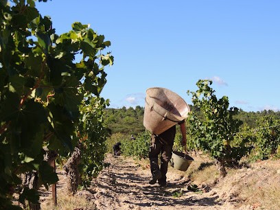 Château De Saint Eutrope, Vignoble à Saint-Laurent-de-la-Cabrerisse