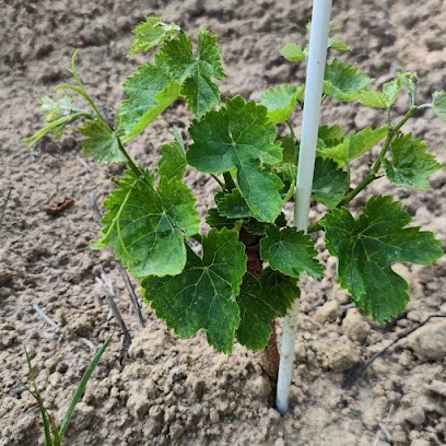 Clos Petite Birade, Vignoble à Biaudos