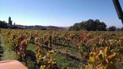 Chateau Guillotin /Earl Moritz, Vignoble à Puisseguin