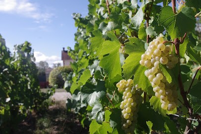 Champagne Laurent Bénard, Vignoble à Aÿ-Champagne