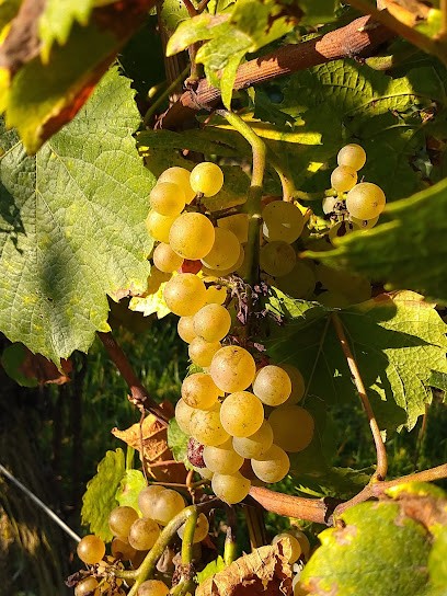 Domaine Walter, Vignoble à Pfaffenheim
