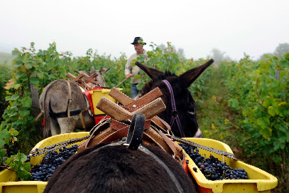 Domaine Les Dolomies Vignoble à Passenans
