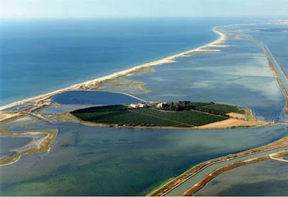 Domain Of Maguelone - Companions Maguelone, Vignoble à Villeneuve-lès-Maguelone