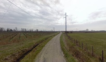 Coop Vignerons Des Sables, Vignoble à Aimargues