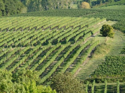 CHATEAU LE REYSSAC, Vignoble à Pomport