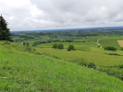 DOMAINE DÉSIRÉ PETIT, Vignoble à Pupillin
