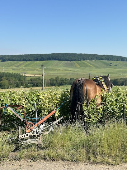 CHAMPAGNE NERET VELY, Vignoble à Vauchamps
