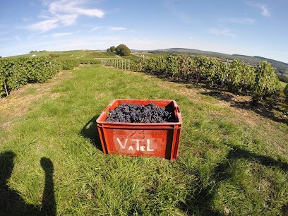 Champagne Vatel Jean-Marc, Vignoble à Verneuil