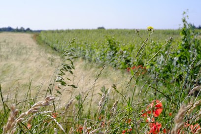 Clos Du Porteau, Vignoble à Saint-Georges-sur-Cher