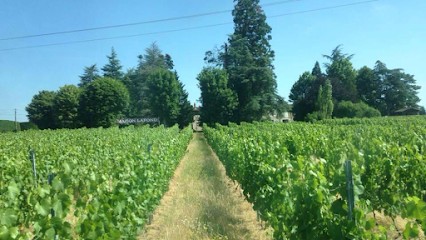 Maison Lafond, Vignoble à Saint-Lager