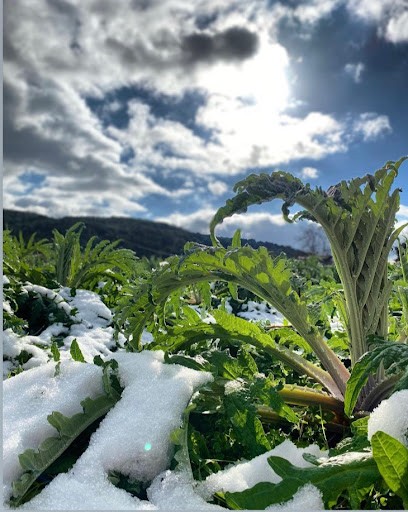 Carrelas Claude, Vignoble à Ornaisons