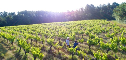 Domaine Childeric, Vignoble à Mormoiron