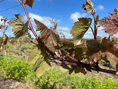 Domaine Des Champs Gonneau - Cave BOUTIN, Vignoble à Saint-Georges-sur-Cher
