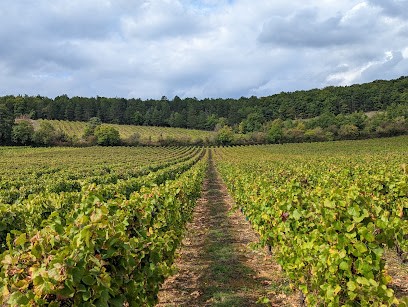 Vins De Tannay J.M PERDIKOURIS, Vignoble à Tannay