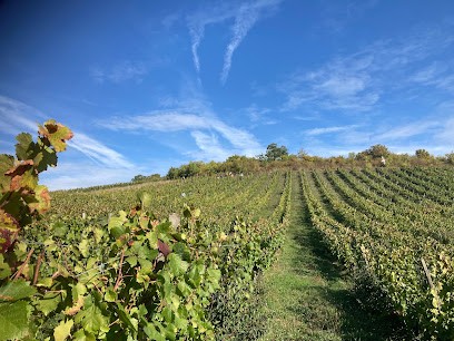 Romain Desbrosses, Domaine De Bel Air, Vignoble à Villiers-sur-Yonne