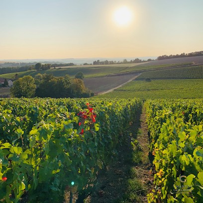 Champagne Charton-Guillaume, Vignoble à Méry-Prémecy