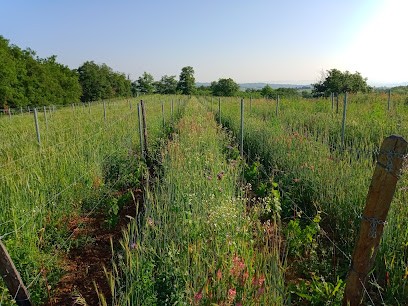 Domaine Erwan Masse, Vignoble à Sarras