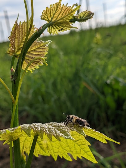Vignoble Saint Paul, Vignoble à Corcy