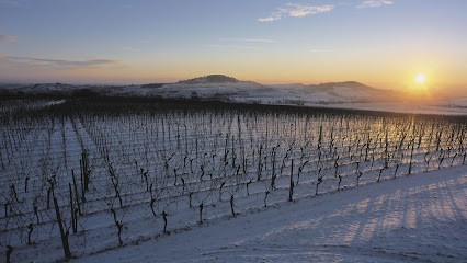 Domaine Frédéric Mochel, Vignoble à Traenheim