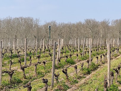 Château Duplessis, Vignoble à Moulis-en-Médoc