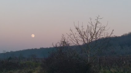 Les Champs de Thémis, Vignoble à Bouzeron