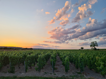 Champagne Chaumont D. & Fils Vignoble à Blancs-Coteaux