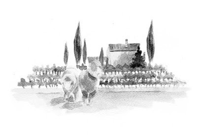 Domaine Du Pere Benoit /Vins Biologiques, Vignoble à Saint-Hilaire-d'Ozilhan