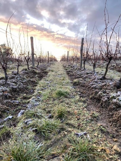 Jean-Marc Biet, Vignoble à Seigy