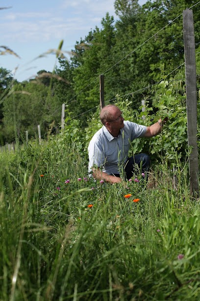 Château La Rayre - Vincent Vesselle, Vignoble à Colombier