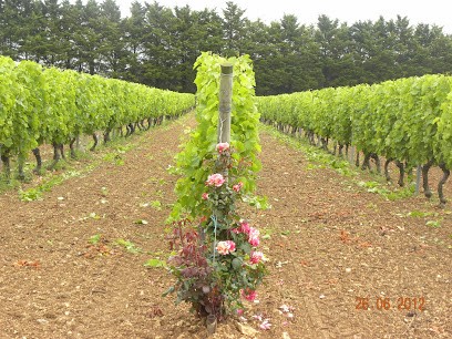Le Grand Lopin, Vignoble à Saint-Mandé-sur-Brédoire