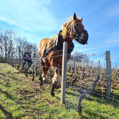 Pacaud Vignerons, Vignoble à Saint-Vérand