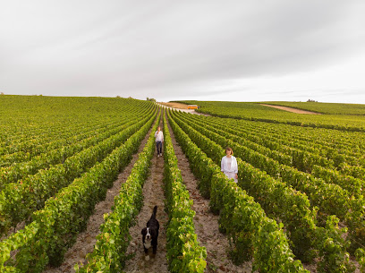 Champagne Antoine Chevalier Vignoble à Vitry-en-Perthois