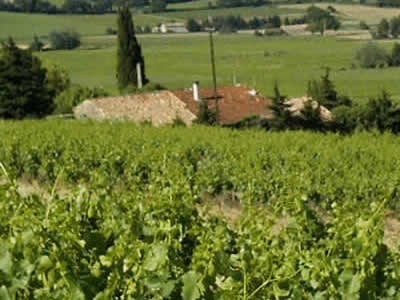 Domaine De La Cantharide, Vignoble à Visan