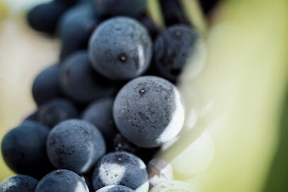 Champagne Gamet, Vignoble à Mardeuil