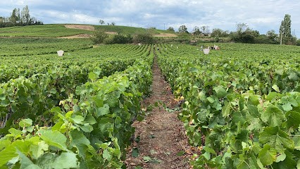 Domaine Jonathan Seguin, Vignoble à Saint-Sernin-du-Plain
