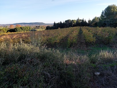Domaine Mouressipe - Languedoc-Roussillon Allier Alain, Vignoble à Saint-Côme-et-Maruéjols