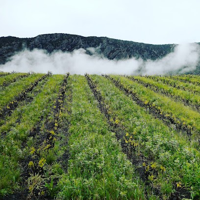 La Petite Baigneuse, Vignoble à Saint-Paul-de-Fenouillet