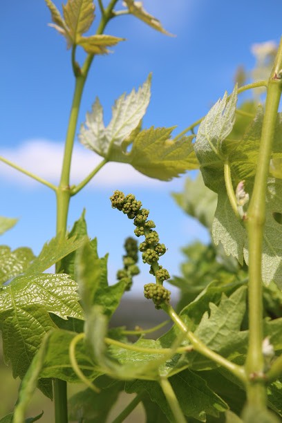 Les Petits Fagots, Vignoble à Tautavel