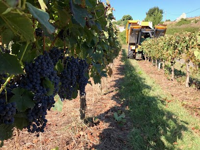 Vignobles Gassies Gautey, Vignoble à Moulon