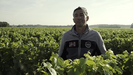 Angier Père et Fils EARL, Vignoble à Oisly